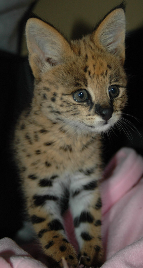 African Serval kittens for sale Pets Show Ad KUWAIT UPTO DATE