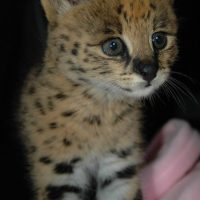 African Serval kittens for sale