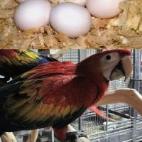 Fertile parrots eggs and babies for sale