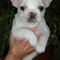 French bulldog puppies for sale!!