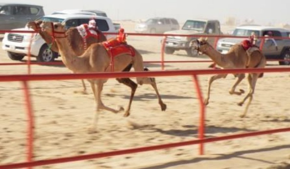 camelrace1