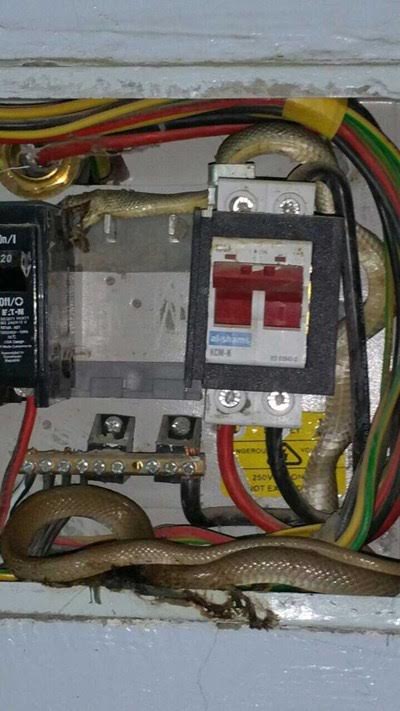 Big snake found inside electricity meter box