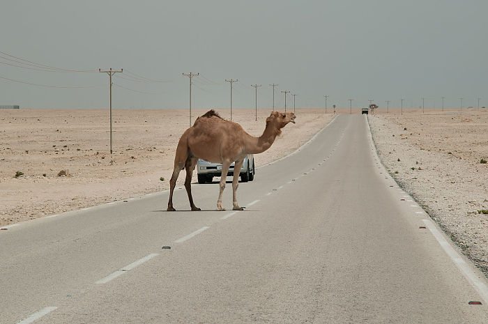 Man died in an accident with camel