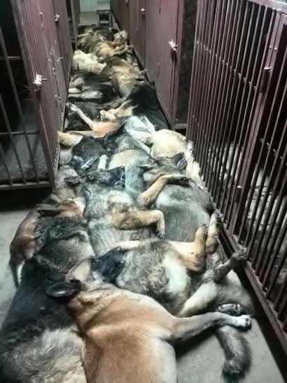 dogs slaughting massive killed kuwait 3