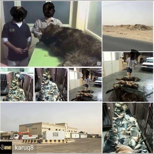 dogs slaughting massive killed kuwait 6