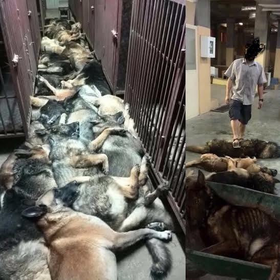 dogs slaughting massive killed kuwait