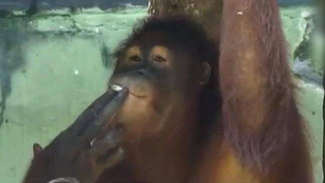 Orangutan caught in Kuwait in Narcotic Influence