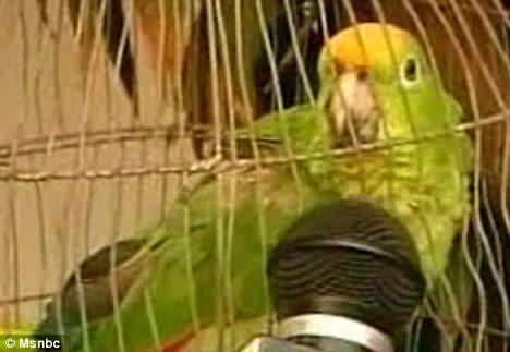 Husband’s flirt with maid caught by PARROT in Kuwait