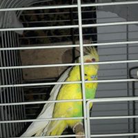 Parrots for sale