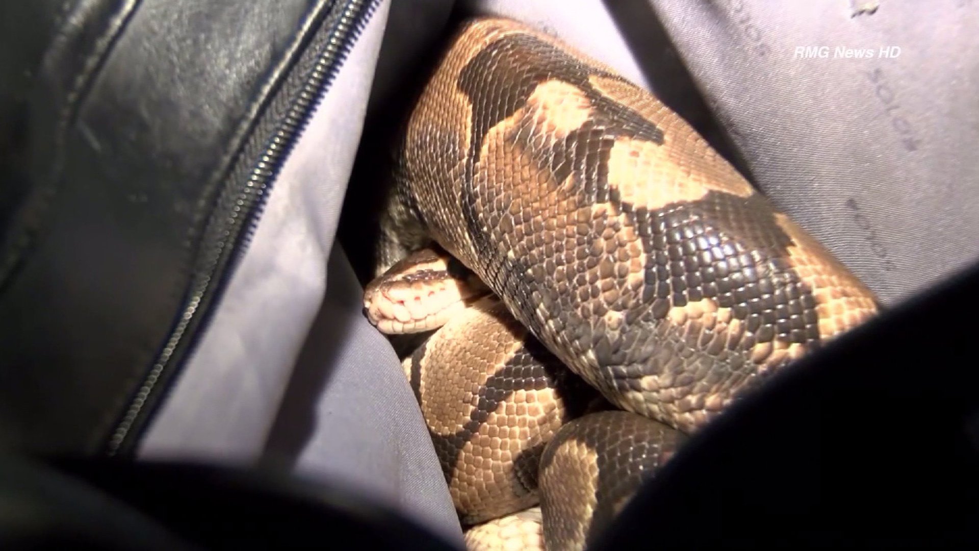 Kuwaiti woman forgot snake in bag in taxi