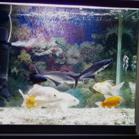 Beautiful Fish Tank For sale with 14 Fishes