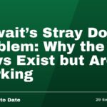 Kuwait's Stray Dog Problem: Why the Laws Exist but Aren't Working