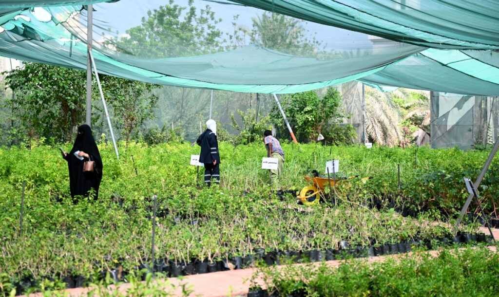 50 fils only, Kuwait’s Al-Omariya Nursery offers plants from 50 fils.