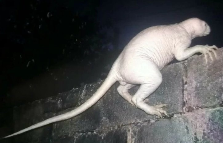 ‘White creature’ story meets heavy doubt in region