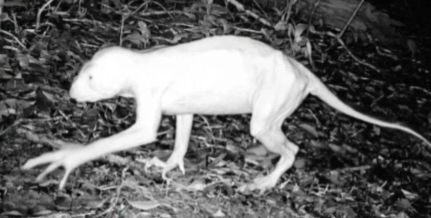 ‘White creature’ story meets heavy doubt in region
