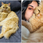 Woman’s Cat Vanishes at Dubai Airport, Still Not Found After 5 Days