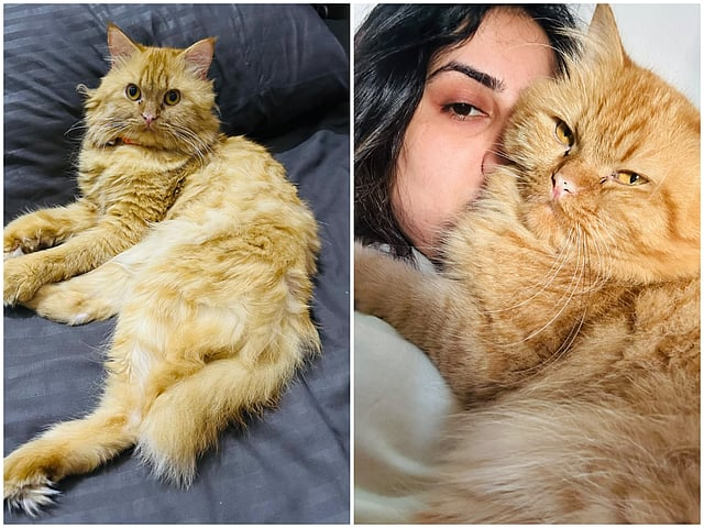 Woman’s Cat Vanishes at Dubai Airport, Still Not Found After 5 Days